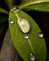 Goutte de pluie sur une feuille (Macro, vertical)