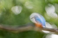 Impression eines Eisvogels