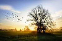 Die Schönheit von Brabant 