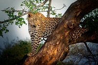 Leopard im Baum