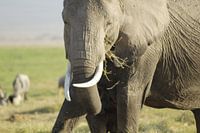 olifant aan het eten