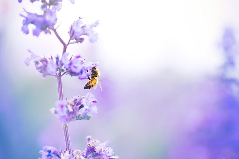 Wespe von mirka koot