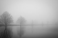 Row of trees in the mist