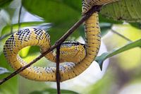 Giftige Viper in der Baumkrone