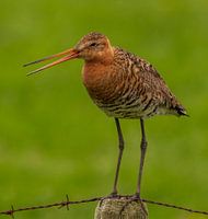 The Black-tailed Godwit, national bird of the Netherlands