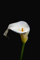 Calla lily flower