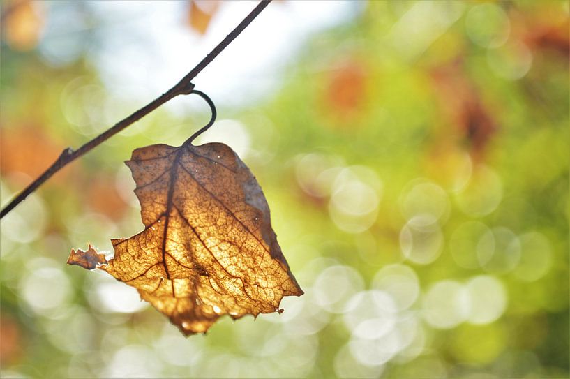 Herfstblad met Tegenlicht / Zonlicht par DoDiLa Foto's
