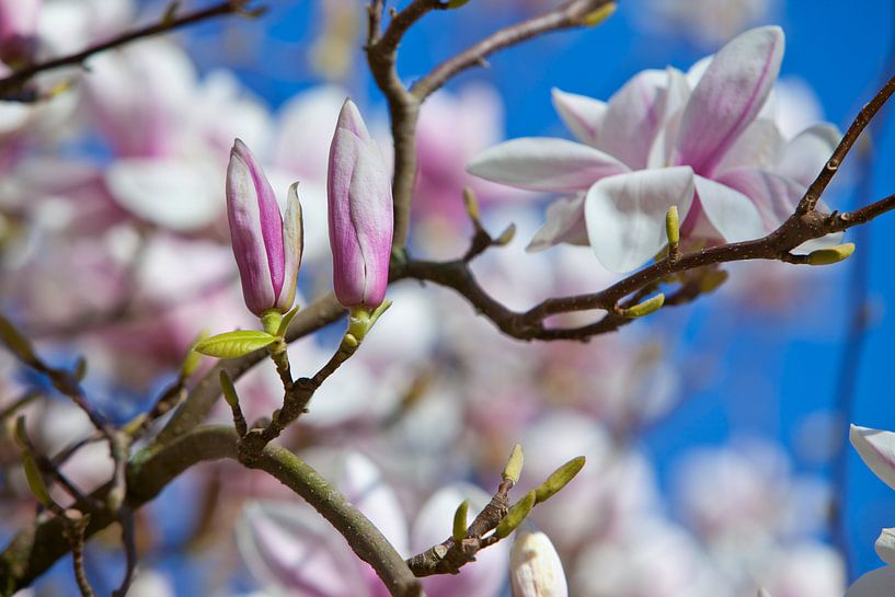 Blossom Magnolia by Johann van der Geest