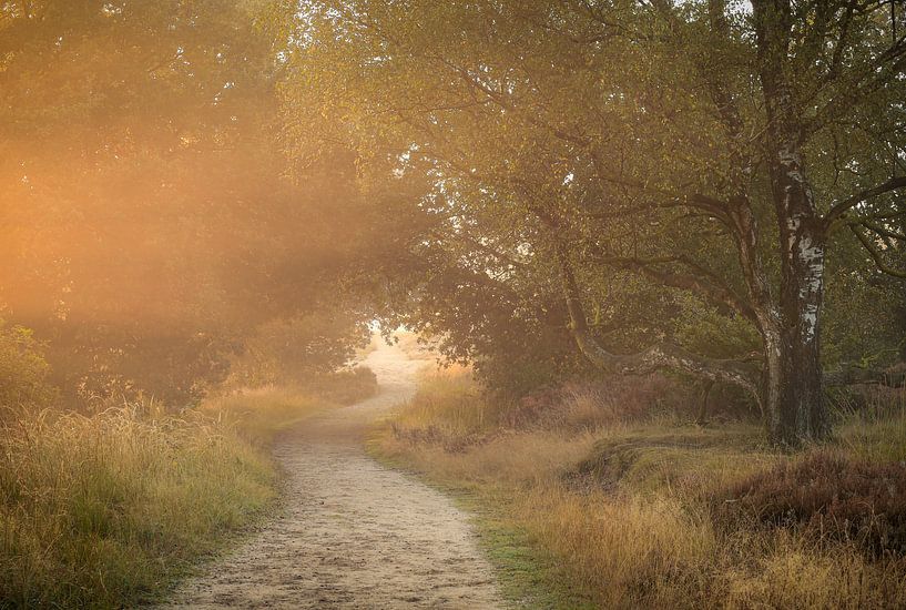 Atmosphère magique sur les landes par Eefje John