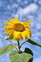 Eine Sonnenblume unter blauem Himmel