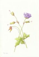 Botanical drawing - geranium