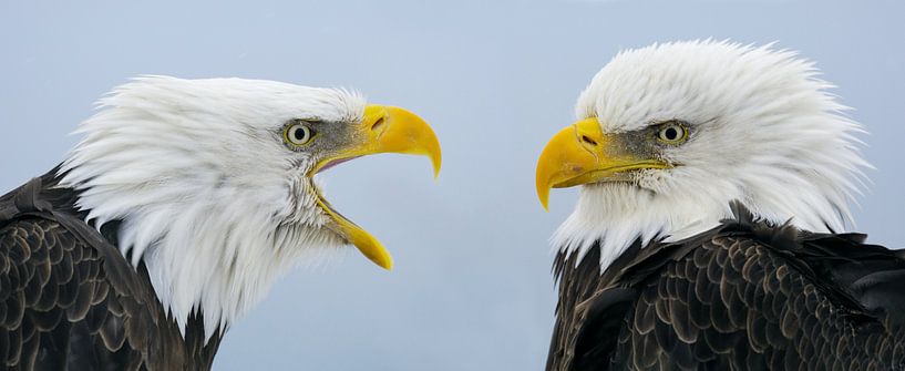 Bald Eagle Double Portrait by Harry Eggens
