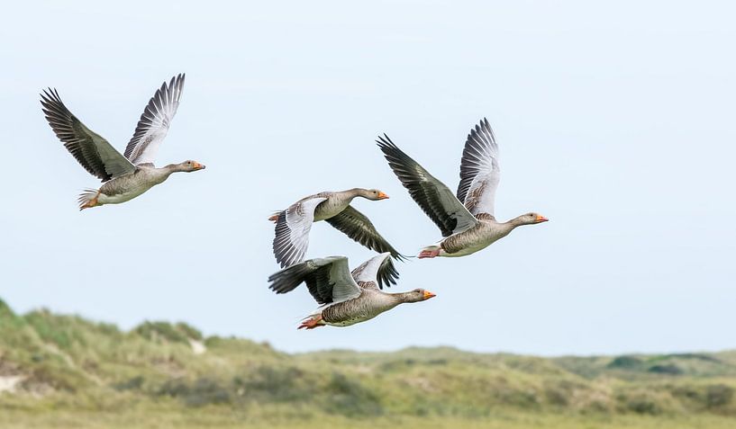 Gänse von Johan Kalthof