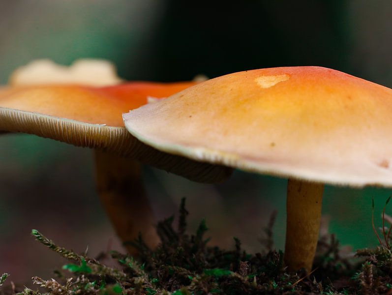 Pilze von Marieke Funke