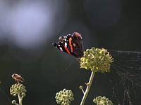 Vlinder en bij op klimop
