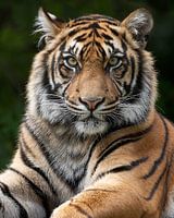 Nahaufnahme eines Tigers, der direkt in die Kamera schaut