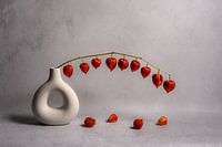 Modernes Stilleben mit einem Zweig von Laternen in einer Donut-Vase