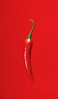 Red pepper on red background
