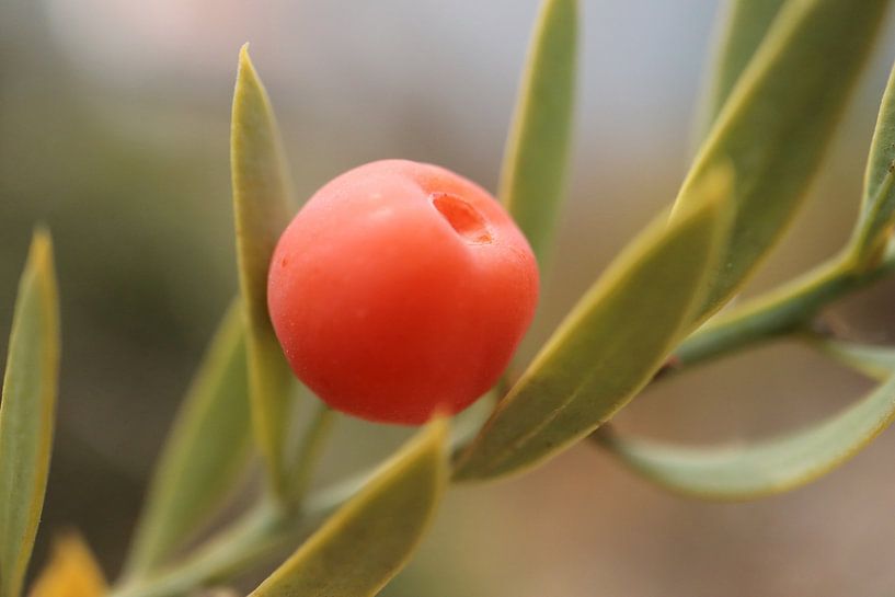 Balancing ball by Angelique Raaijmakers