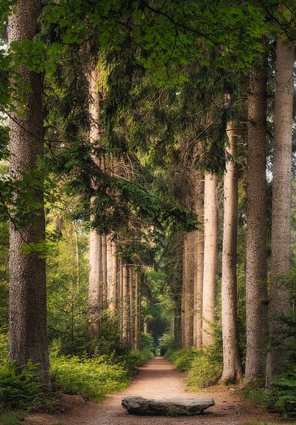 Stolperfalle von Loris Photography