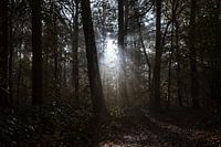 des rayons de soleil dans la forêt