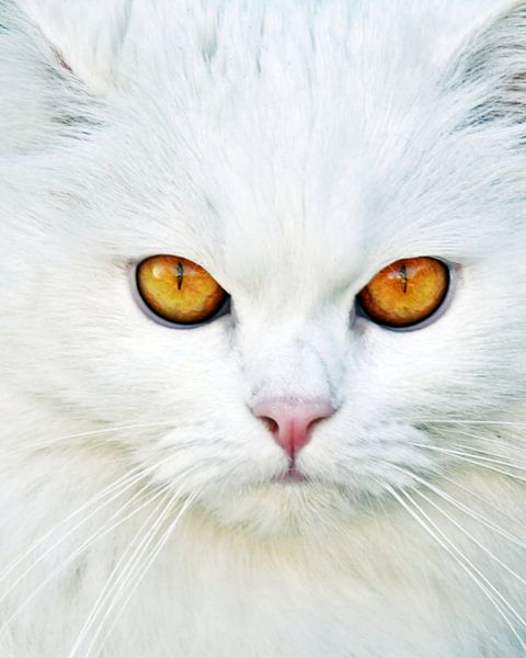 eine weisse Katze mit gelben Augen von Werner Lehmann