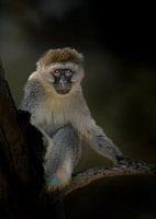 Les yeux indiscrets d'un singe Vervet curieux en Tanzanie.