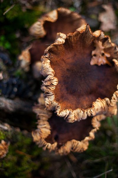 Coming up by Anouk Pross