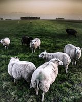 Ziemlich schelmisch .....