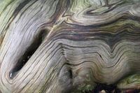 Wood grain contorted