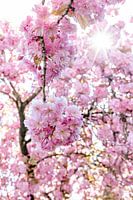 Japanische Kirschblüte, Natur, Naturfotografie