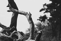 Baum in den Drunense-Dünen