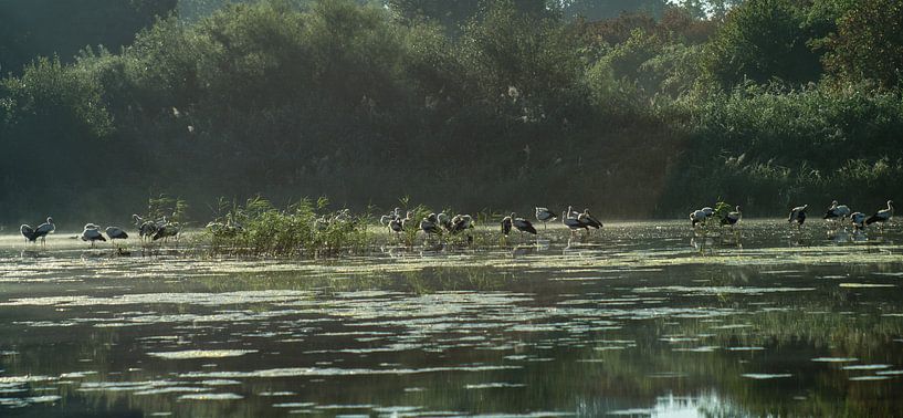 samenkomst van ooievaars par mick agterberg