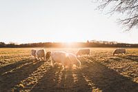 Gruppe von schottischen Hochlandbewohnern in der Abendsonne