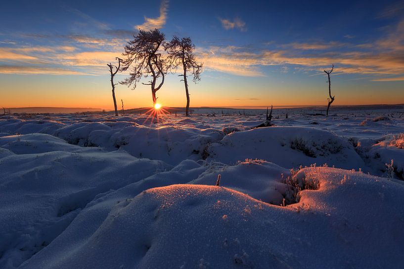 Der verbrannte Wald in der Morgendämmerung. von Sven Broeckx
