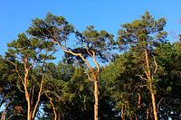 Malerische Kiefern im Abendlicht