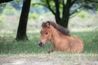 Fohlen auf der Veluwe