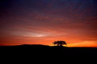 Feuriger Kootwijkerzand