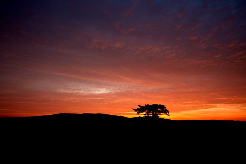 Feuriger Kootwijkerzand von Mark Leeman