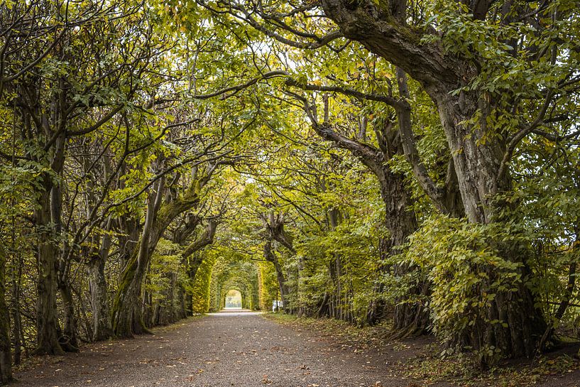 Avenue of hornbeams Seehof Castle by Jürgen Schmittdiel Photography