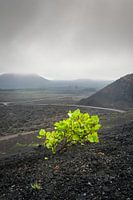 Timanfaya Nationalpark