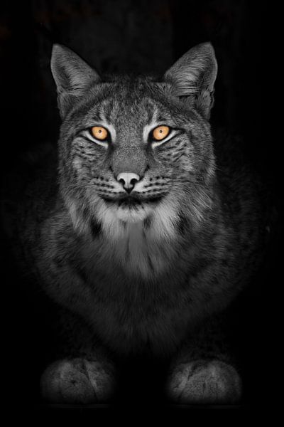 Lynx in der Nacht volles Gesicht schauen ruhige Katze mit orangefarbenen Augen und eine verfärbte sc von Michael Semenov