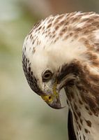 Buizerd