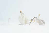 SWANS IN A BLIZZARD