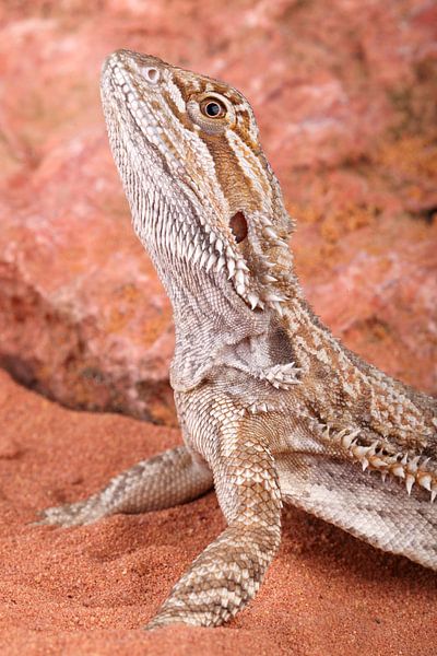 Bartagame (Pogona vitticeps) von Ronald Pol