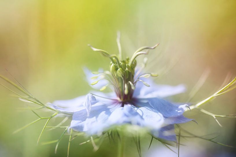 Vom Licht gemalt ... von LHJB Photography