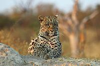 Leopard in Okavango Delta