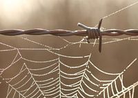Stacheldraht und Tautropfen auf einem Spinnennetz 