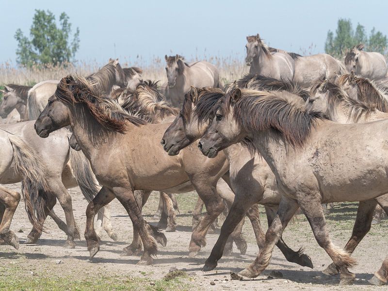 Konik-Pferde laufen von Gea Teigeler