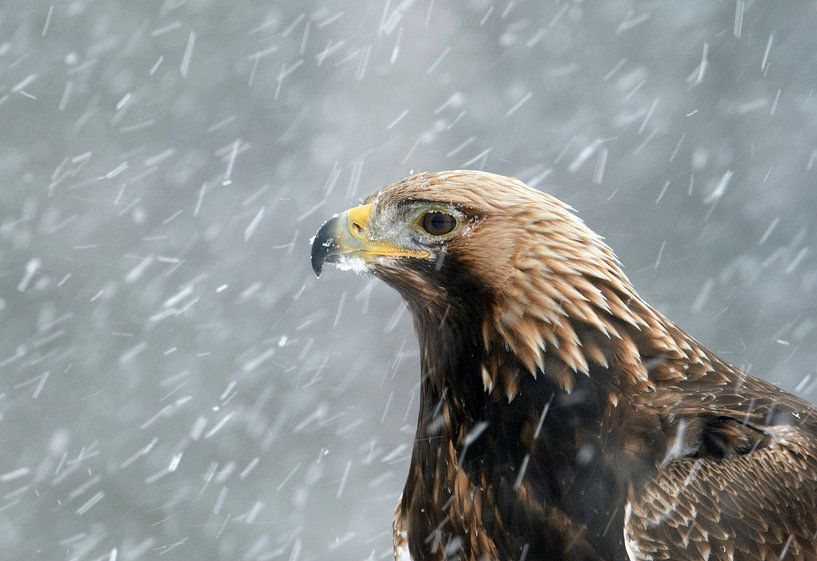 Steinadler, Aquila chrysaetos von AGAMI Photo Agency